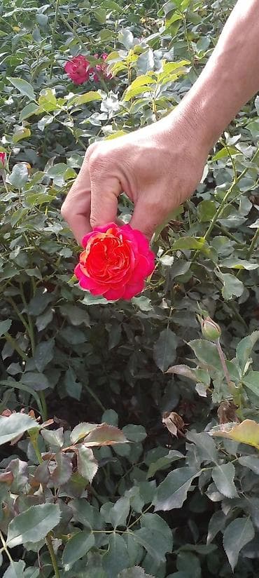 вьющиеся розы бишкек: Саженцы роз оптом — 4