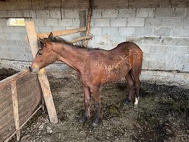 в связи с переездом отдам попугая жако в добрые руки: Продаю | Жеребенок | Рабочий — 3