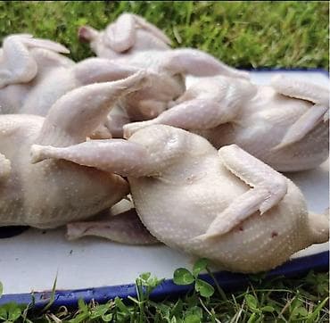 Мёд: Находимся в Бишкеке ! Мясо и яйца Перепелок Вес тушки от 200 гр и — 5