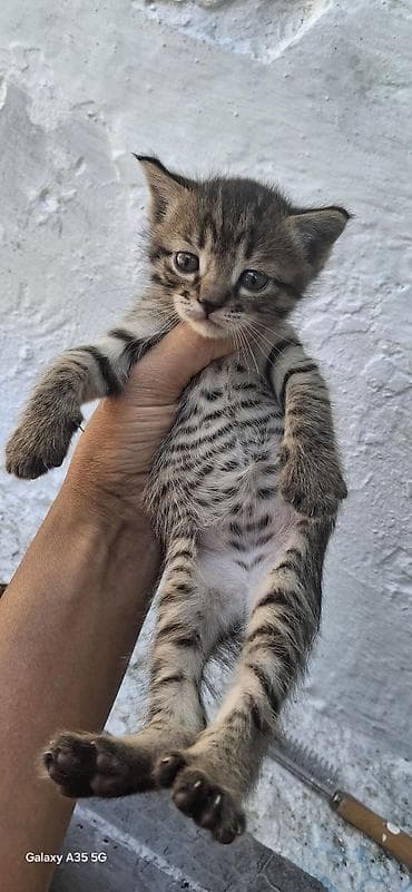 коша: В Добрые руки,2 месяца котятам — 1