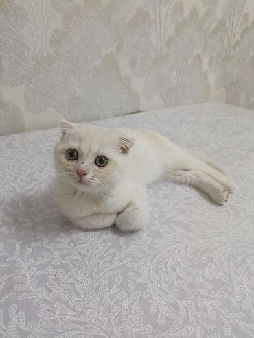 бенгал кошка цена: Продажа кошек — 2