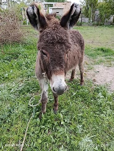 Осёл домашний - Порода/тип: рабочий сельскохозяйственный осёл