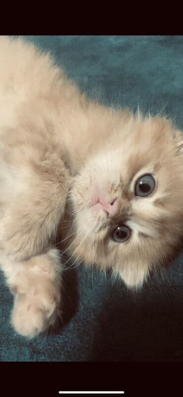 Шотландская вислоушка - Окрас: тёплый рыжий с более светлым брюшком и