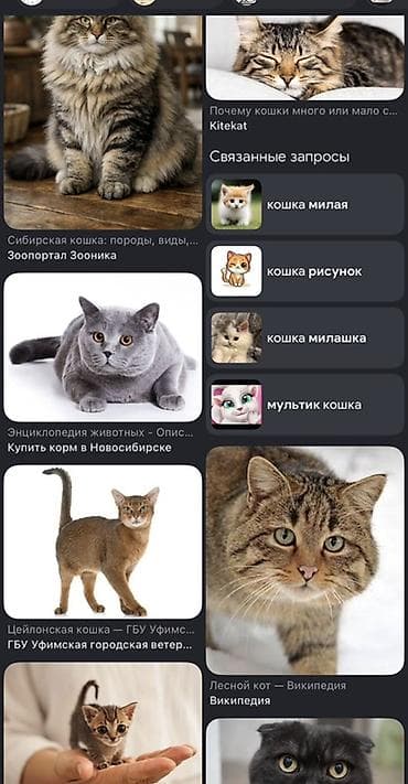 Отдам даром кошку: Хочу котенка кто хочет отдать даром принимаю 🥹🥹😭 — 1