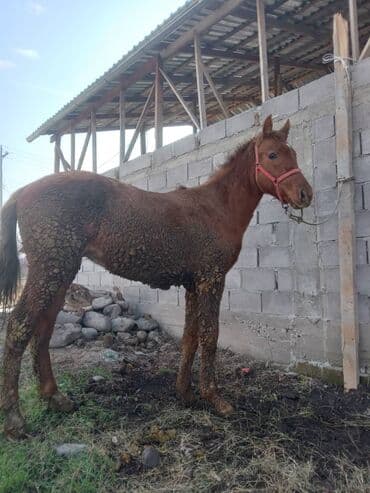 отдам в добрые руки собаку: Продаю | Жеребец — 3