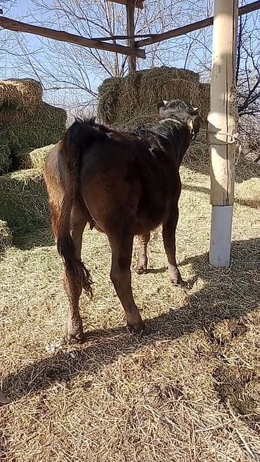 Ветеринар кызматы: Сатам | Кунаажын | Алатоолук | Көбөйтүү үчүн, Сүт алуу үчүн | Кысыр — 9