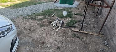 собака яктерер: Собака даром: Хаски, 8 месяцев, Самка, С прививкой — 2