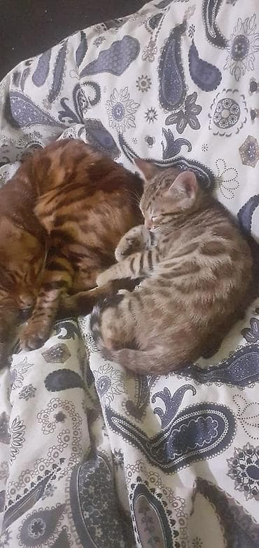 Продажа кошек: Бенгальская, 1 месяц, Мальчик, Черепаховый, Приучена к лотку — 3