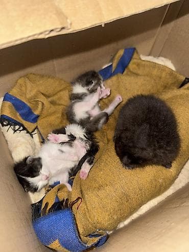 кошки коты котята: Ищем котятам дом и любящих хозяев Достали из крыше остались без — 6