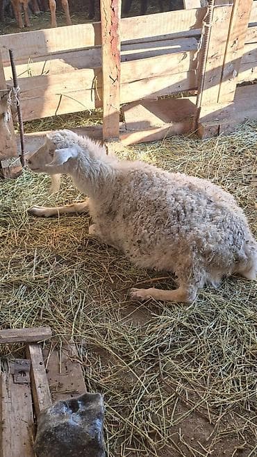 куда можно отдать собаку в бишкеке: Продаю | Овца (самка) | Полукровка | Для разведения — 1