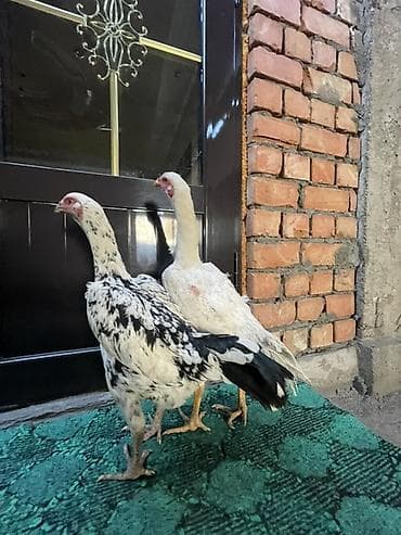 дикие утки: Продаю | Петух | Бойцовая | Для боев — 1