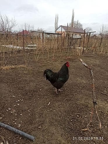 Айыл-чарба жаныбарлары: Сатам | Короздор | Үй | Көбөйтүү үчүн — 4