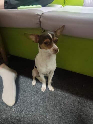 продажа французских бульдогов: Отдам даром собачку, папа чихуахуа а мама той терьер — 2