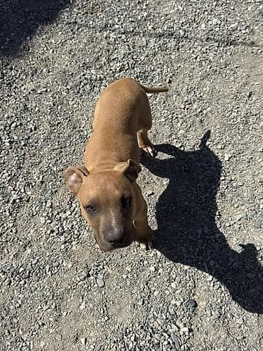 авчарка щинки: Питбуль, 3 месяца, Самец — 4