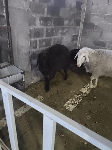 инкубатор мини: Продаю | Овца (самка) | Для разведения | Матка — 3