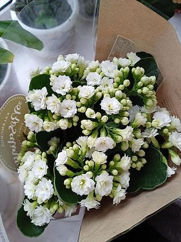 Бөлмө өсүмдүктөрү: Продаем саженцы (БЕЛОГО, КРАСНОГО, ОРАНЖЕВОГО, ЖЕЛТОГО, РОЗОВОГО) — 1