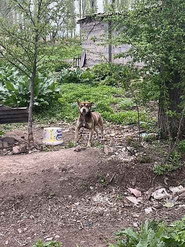 корги собаки: Собака среднего размера, короткошёрстная, рыжего окраса с белыми — 2