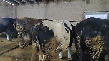 кошки жалал абад: Сатам | Уй (ургаачы), Кунаажын — 10