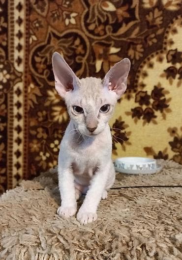 свинкс кот: Голубоглазые 3-х месячные котята донских сфинксов мальчик и девочка — 7