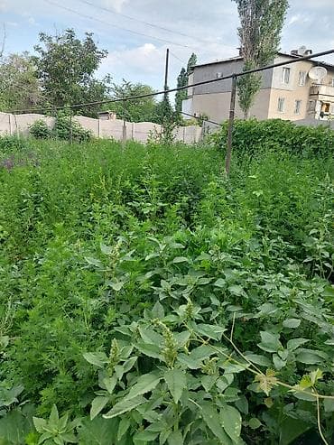 бычьи хвосты: Бесплатно отдам траву для кормления животных. На участке выросло — 1