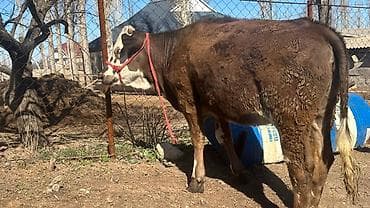 Айыл-чарба жаныбарлары: Сатам | Кунаажын | Симментал | Союуга, Көбөйтүү үчүн, Сүт алуу үчүн | Асыл тукумдуу, Кысыр, Жасалма уруктандырылган — 9