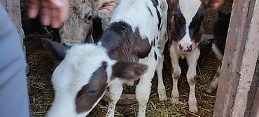 сколько стоят попугаи волнистые: Продаю | Музоо, торпок | На откорм | Искусственник — 5