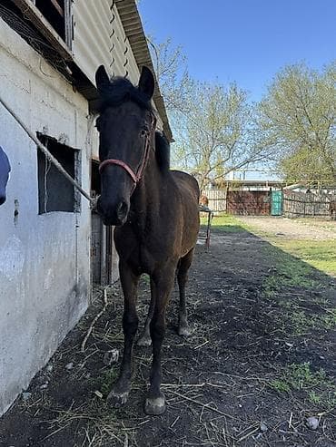 для лошадей: Продаю | Кобыла (самка) | Конный спорт — 8
