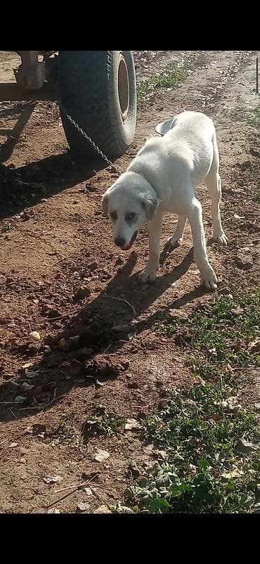 Башка жаныбарлар: Алабай, 10 айлык, Ургаачы, Ит тегин тастыктоочу документ — 2