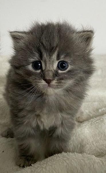 коты на вязку: 🎁 Полностью домашние, к лотку и миске приучены (ну, почти — они — 3