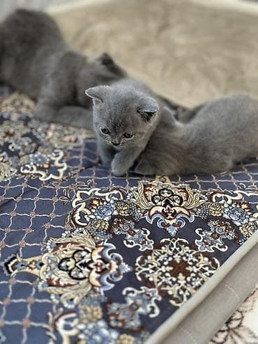 черная британская кошка: Британские короткошёрстные котята - Окрас: голубой (плюшевые серые — 1