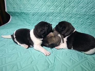 Собаки: Щенки Американской акиты с плотной плюшевой шерстью и яркой маской — 6