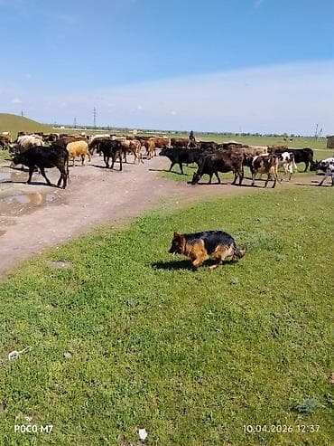 бетон жумуштары: Услуги пастушьей собаки для выпаса стада - Порода: немецкая овчарка — 1