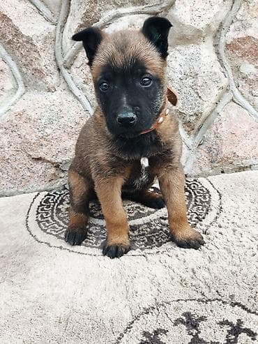 овчарка цена: Бельгийская овчарка, 2 месяца, Самка, С прививкой, С родословной — 3