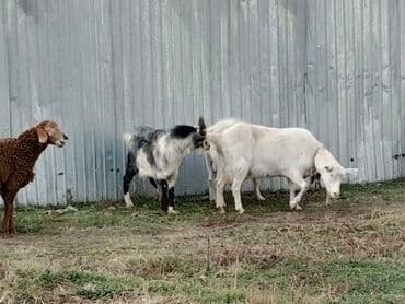 продажа щенков немецкой овчарки с документами в бишкеке: Продаю | Коза (самка), Козлёнок | Зааненская | Для разведения, Для молока | Осеменитель — 2