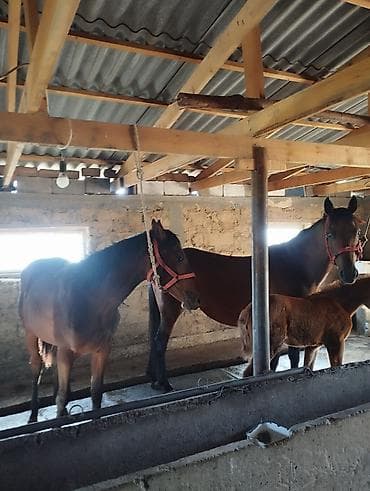 купить салому: Продаю | Кобыла (самка) | Для разведения | Племенные — 3