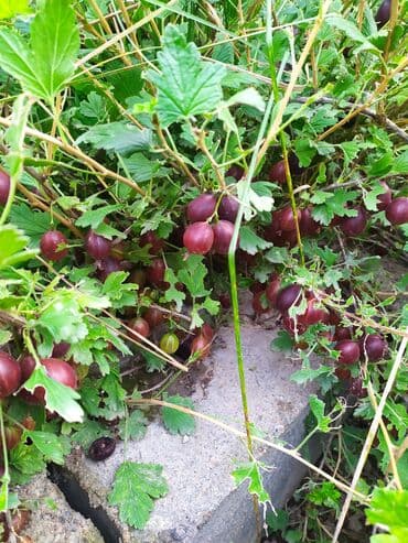 Продаю саженцы крыжовника. Красный крупный сорт Грушенька. 3х-1200сом