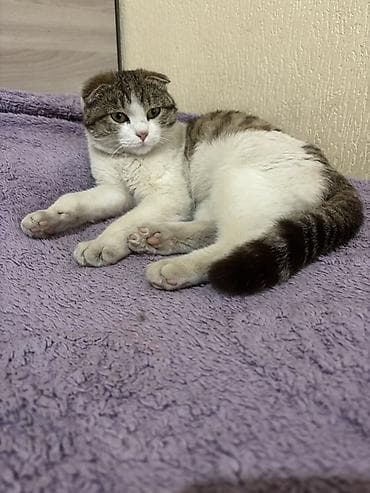 тайган собаки: Шотландская вислоухая кошка (Scottish Fold) - Окрас: бело-тигровый — 2