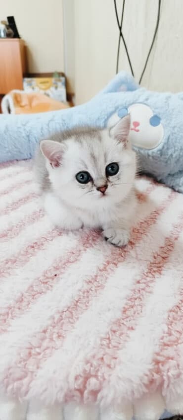 Иттер: Скотиш Страйт (Шотландиялык тик кулактуу), 1 айлык, Эркек, Күмүш өңдүү шиншилла, Лотокко барууга үйрөтүлгөн, Курттардан тазаланган — 1