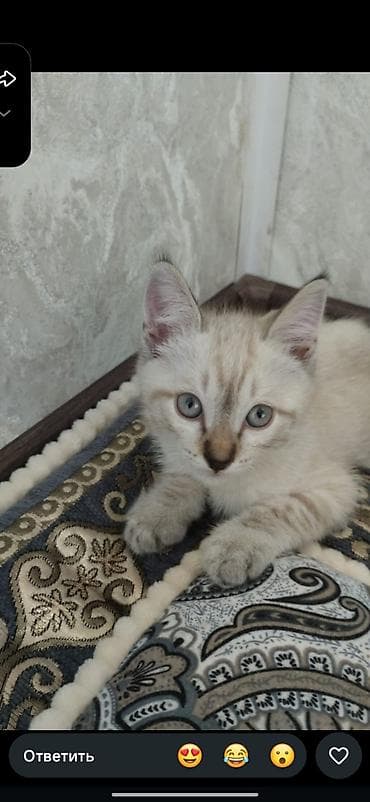 2 месяца, Мальчик, Приучена к лотку