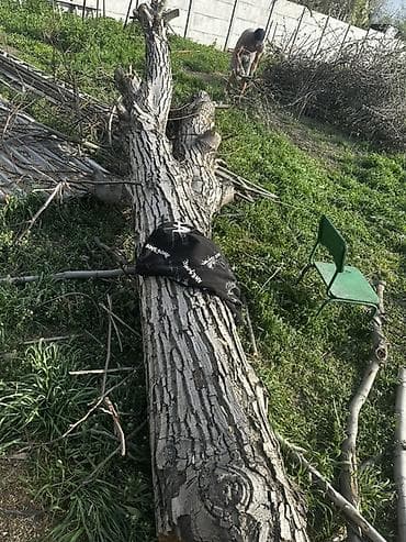 дрова тополь: Стволы грецкого ореха, длина:2-3 метра. Диаметр: 60-70 см — 1