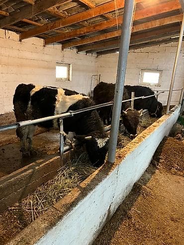 пиявка бишкек: Сатам | Бука (эркек) — 2