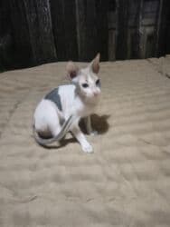 купить восточно европейскую овчарку: Донской сфинкс, 4 месяца, Девочка, Приучена к лотку, Проглистована — 2