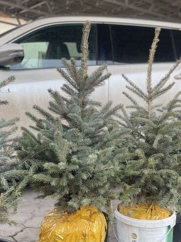 Сейфтер: Продается елки — 3