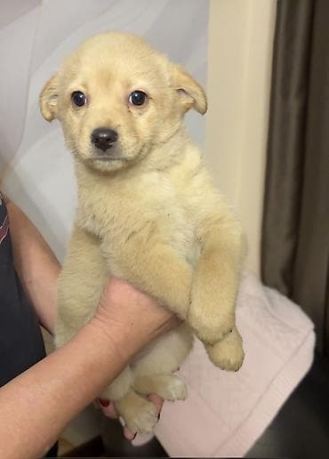 1 месяц, Самка