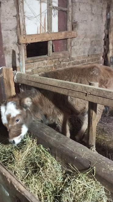 бигль собака: Продаю | Тёлка — 7