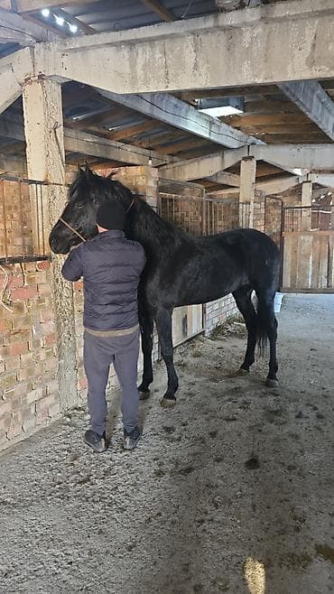 где можно купить пони: Продаю | Конь (самец) | Конный спорт — 2