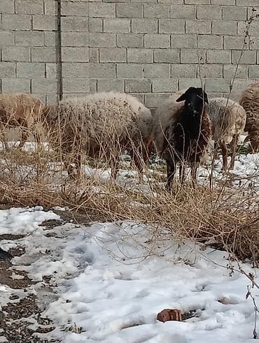 куры несушки бишкек: Продаю | Овца (самка) | Для разведения — 8