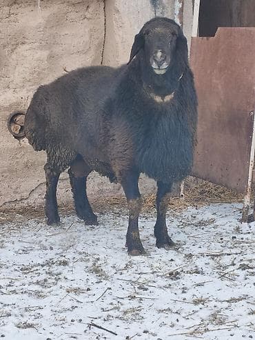 Продаю | Баран (самец) | Арашан | Для разведения | Осеменитель, Племенные