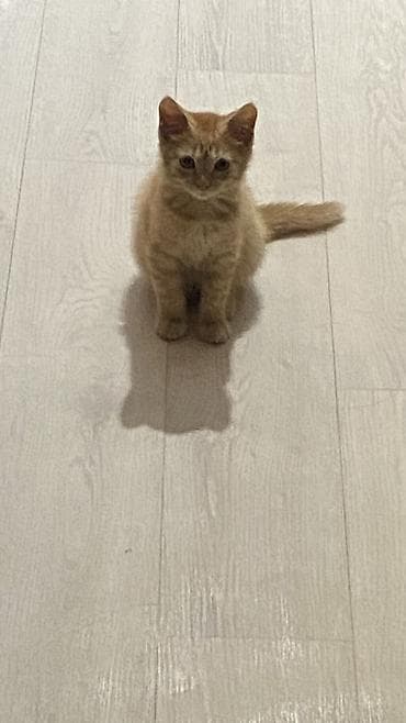 отдам кошку: ОТДАМ КОТЕНКА В ДОБРЫЕ РУКИ🙏❗️Ласковый, активный, невероятно милый — 5