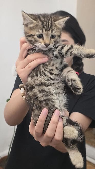 котятя: Продаются невероятно красивые, активные и ласковые котята! Малышам — 3